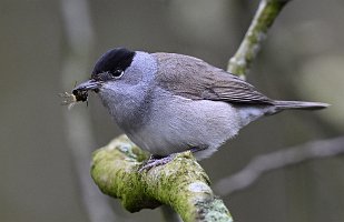 Blackcap